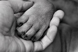 Léonore Lindén & La protection des pattes du chien dans la neige